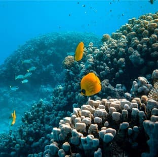 category_1_4 1